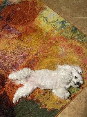 Fuzzy & Furries Petstore