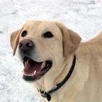 Lucky Dog Daycare & Boarding Facility