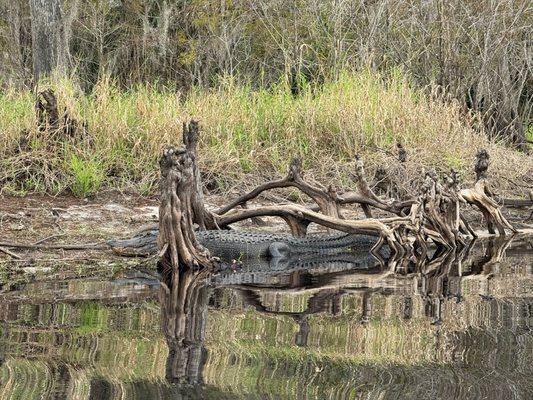 Fisheating Creek Outpost