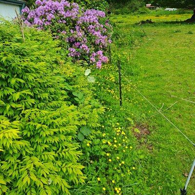 Before job!!
The back of the beds were over run as well!!