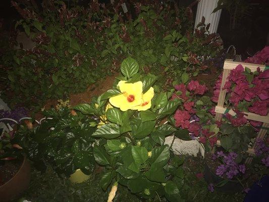 Arnold P Carter, MD PA