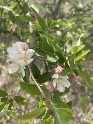 Apple blooms