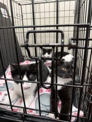 Community Concern For Cats