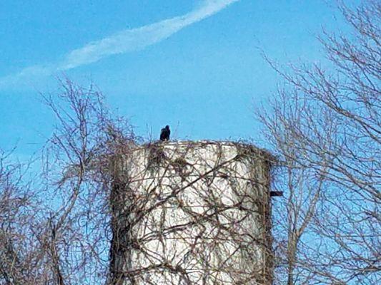 The vulture scoping out the scene.