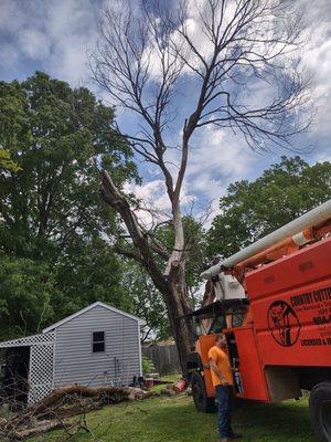 Dead tree broke off went through shed. Tree is being removed