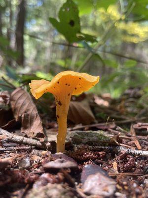 Chanterelle mushroom