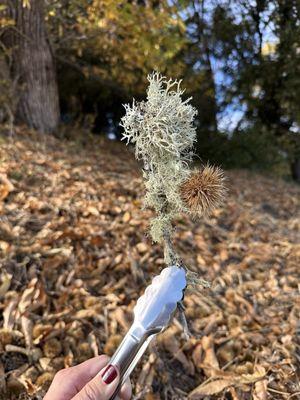 Skyline Chestnuts Orchard
