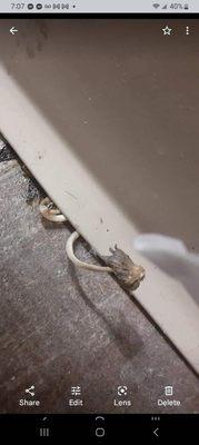 Florence Park Apartments