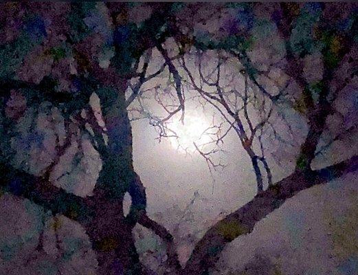 Full moon through mesquite