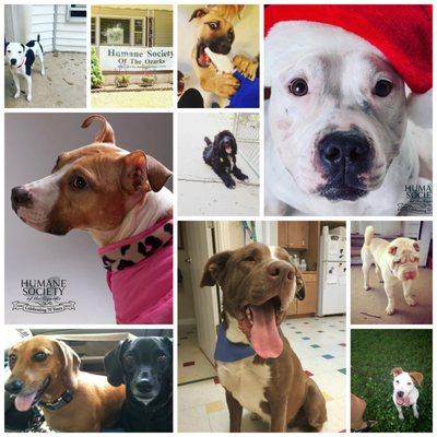 Humane Society of the Ozarks