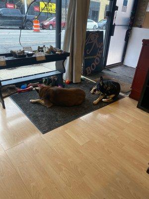 2/3 of Cerberus is guarding the front door! Excellent selections inside. Something for everybody