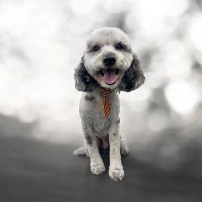 The Spaw Mobile Grooming