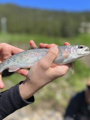 Gallatin River Guides