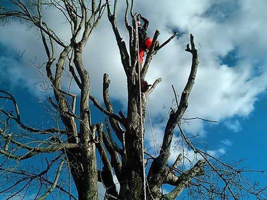 S and C Tree Service