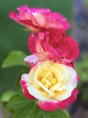 Beautiful Garden Rose (near the grassy and lavender area)