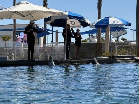 Gulfarium Marine Adventure Park