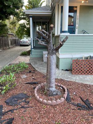 Dead tree to be removed