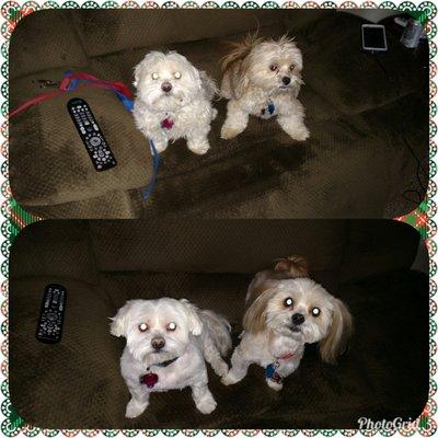 TailWaggers Doggy Daycare Cincinnati/ Eastgate