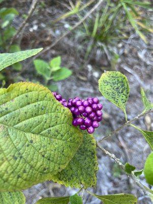Delaware Scrub Natural Area