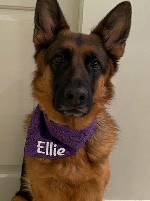 Potomac Working Dogs