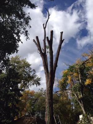 A Noble Tree Company