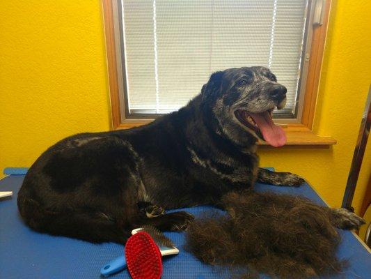 Dapper Dog Grooming