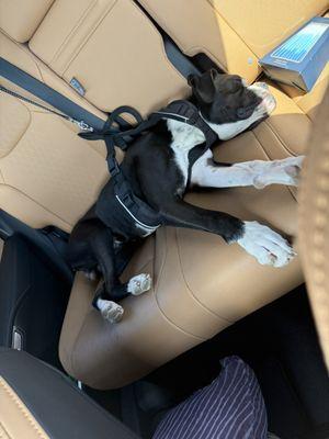 Domino after st. Barks