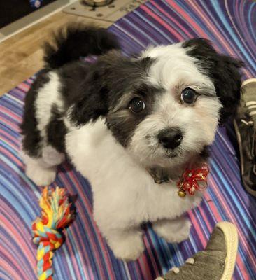 Christina's Critter Cuts