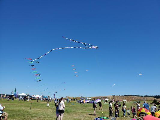 Seattle Family Kite Festival