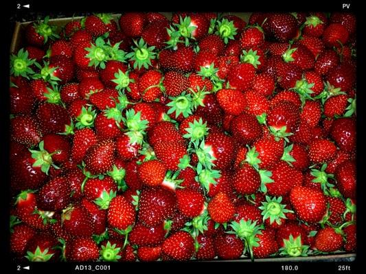 Wojkiewicz Strawberry Acres