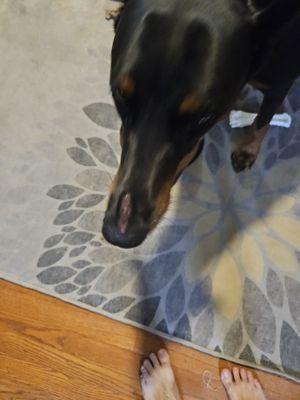 Four Paws Dog Day Camp and Kennel