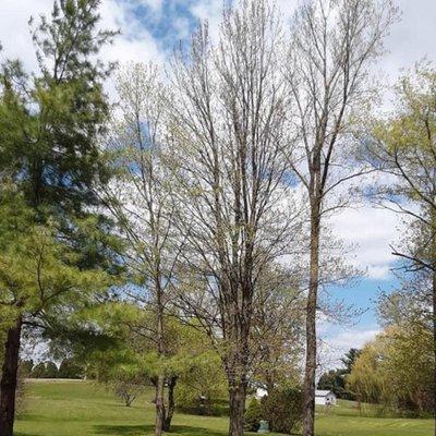 Diller's Tree Service