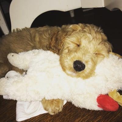 Adventures In Dog Walking