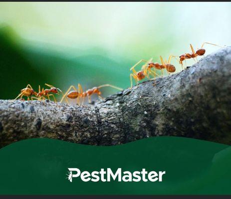 Pestmaster of Marietta-Alpharetta