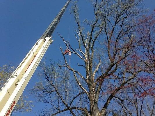 Highland Tree Service
