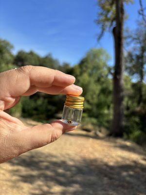 California Gold Panning