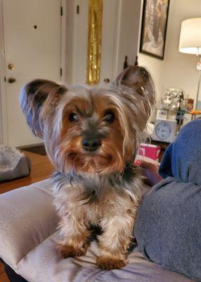 Animal Welfare League