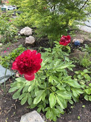 one of my 3 peony plants from Vermont Wildflower Farm - so beautiful - love their customer service!!!