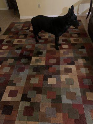 Fresh N Clean SW FL Carpet
