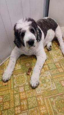 Hollywood Kennel Grooming