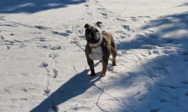 Barking Good Services