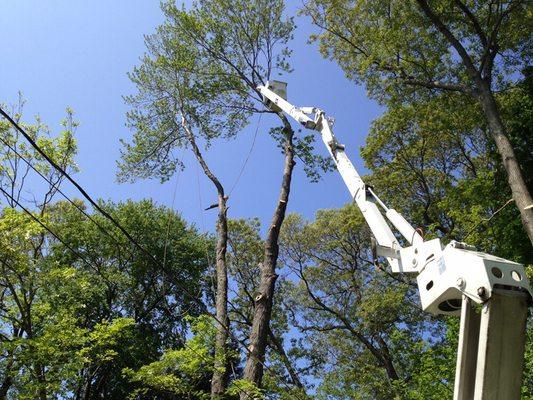 Eastern Tree Experts