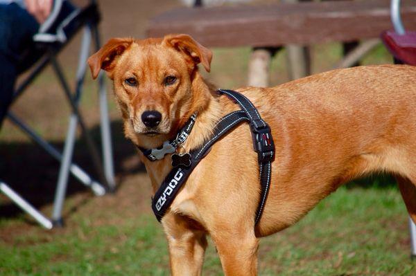 Carrie Nagel DVM - At Home Euthanasia