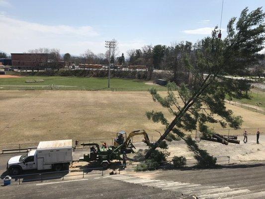 Newcomb Tree Service