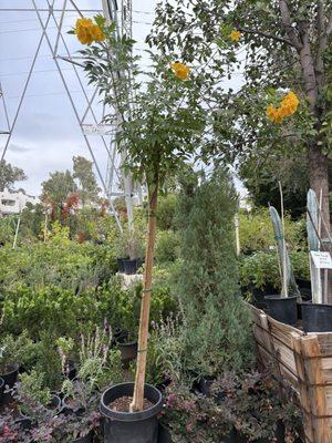 Sun Valley Nursery