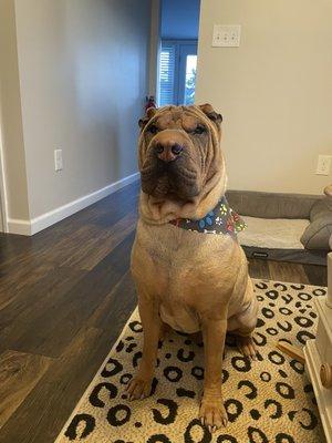 A Beautiful Dog Pet Salon