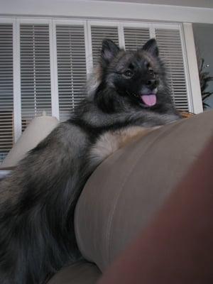 Perfect Peace Pet Care