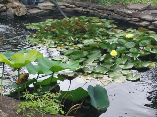 B & M Aquatic Gardens & Koi Center