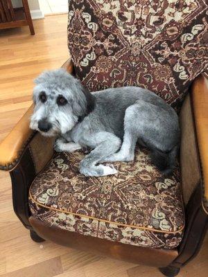 Doggy Styles Mobile Grooming