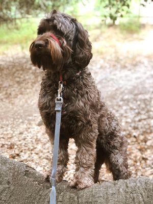 For Sniffs And Giggles